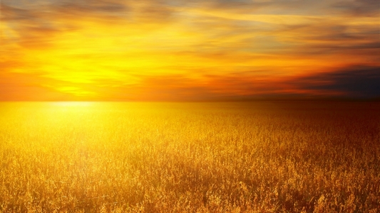 afternoon_agriculture_Sunset_i_1366x768_wallpaperhi.com